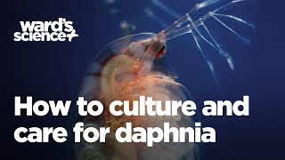 Caring and Culturing for Daphnia [upl. by Eitirahc607]