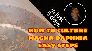 How to Culture Magna Daphnia Easily [upl. by Entruoc696]