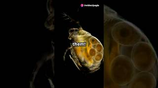 How to culture Daphnia for your Aquarium [upl. by Kreiner]