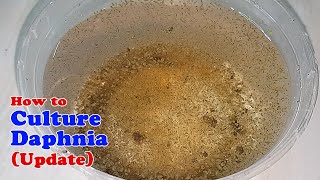 How to Culture Daphnia Update with ZERO Cost  Unlimited Live Food for Our Fish [upl. by Kcirded448]