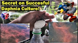 How to Culture Daphnia Successfully [upl. by Melicent]