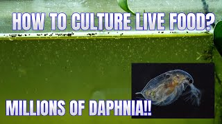 How to Culture Daphnia Secret Method to Breed MILLIONS  Simply Aquatic [upl. by Latsyrcal]