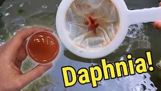 How I Culture Daphnia In Outdoor Tubs [upl. by Acillegna548]