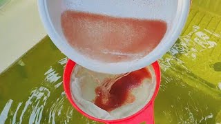 How to culture daphnia  Daphnia culture  How to grow daphnia outdoor [upl. by Rodolfo84]