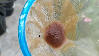 How to culture daphnia moina in a small container Part 1 English Subtitle [upl. by Padraig]