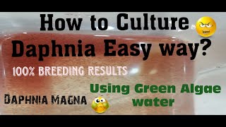 Daphnia MagnaHow to Culture Daphnia Easy wayCulturing Daphnia using Green water Daphnia [upl. by Bornstein]