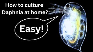 BEST Live Fish Food Beginner guide How to Culture Daphnia at home [upl. by Ashmead803]