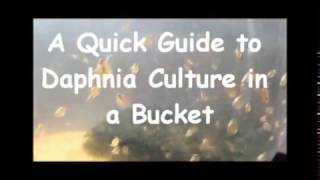 How to culture daphnia outside [upl. by Dorwin428]