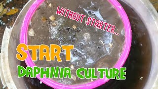 How to culture daphnia moina the easy way 1  Starting the Daphnia culture [upl. by Enyr508]