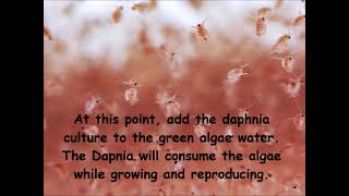 Daphnia  How to grow daphnia in your home [upl. by Janeen904]