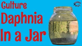 How to Culture Daphnia in a Jar [upl. by Lecroy170]