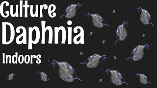 How to Culture Daphnia [upl. by Ahsrop]