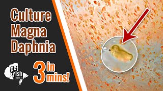 How to culture DAPHNIA MAGNA  The easy way [upl. by Kitarp]