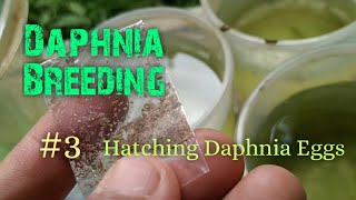 Daphnia Culture made simple and easy 3  Hatching Daphnia eggs [upl. by Huskey952]