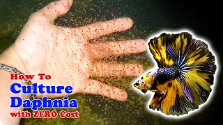 How to Culture Daphnia with ZERO Cost  Unlimited Live Food For Our Fish [upl. by Odlanir]