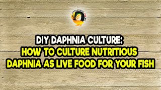 DIY Daphnia Culture How to Culture Nutritious Daphnia as Live Food for Your Fish [upl. by Colleen]