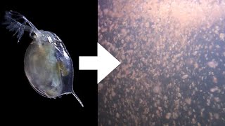 How I Culture Daphnia [upl. by Darton40]