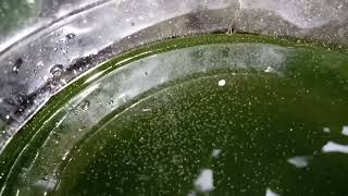 DAPHNIA MOINA CULTURE IN A SMALL BUCKET [upl. by Ardaed]