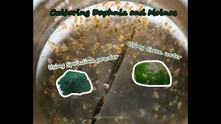 How To Culture Daphnia and Moinas using Green Water Spirulina powder [upl. by Boucher]