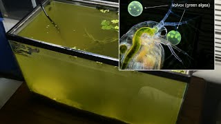 Raising Daphnia for the Freshwater Aquarium [upl. by Jessica]