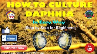 HOW TO CULTURE DAPHNIA In Easy Way [upl. by Arleyne]